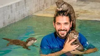 Enseñamos a Nadar a 3 Nutrias Bebé | Hospital Animal #2