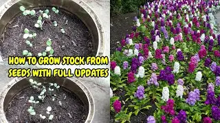 HOW TO GROW STOCK FROM SEEDS WITH FULL UPDATES