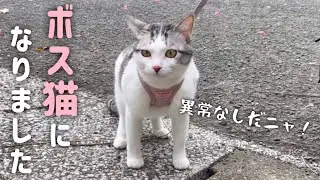 【お散歩プロ猫爆誕？！】家の周りをパトロールする猫