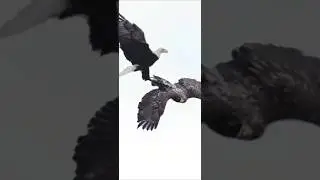 Eagle the powerful birds #birds #birdhome #eagle #birdingparadise #nature #vibrantbirds