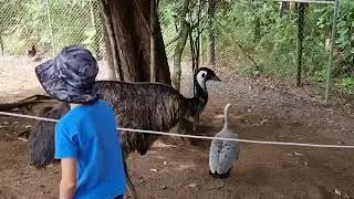 Wildlife HQ Zoo Nambour Queensland
