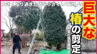 【仕事】巨大な椿の剪定　『大きくなりすぎた椿を小さくしてほしい！』 『根本から切ってほしい木がある』　『落ち葉掃きもしてほしい』お任せ下さい。しっかり作業致します！