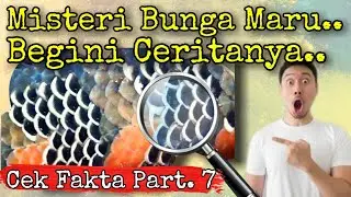 Hoax & Fakta Seputar Treatment Bunga Channa Maru | Ikan Channa