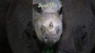 Saving the Javan Rhino: How You Can Make a Difference