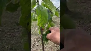removing the branches of a cherry tree to form the crown