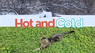 Caturday Matinee -🐾 One Kitty Decided Not To Brave The Cold 🥶😻