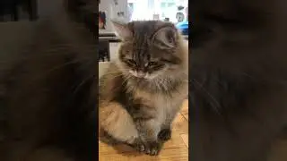 Siberian Cat Talking :-)