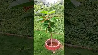 #plants#savetrees#saveenviornment#