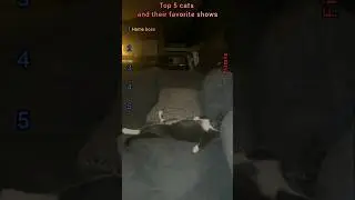 When cats watch TV more seriously than humans 😂😂😂