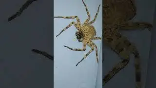 Comman wall Spiders  Flatties Decay Inscet (Family&nbsp;Selenopidae)