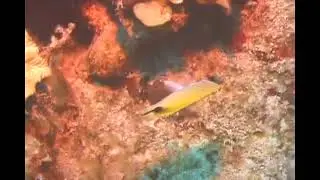 How to Identify Reef Butterflyfish