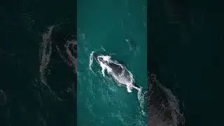 POV: A Baby Humpback Whale Jumps Out of the Water Beside Its Mom
