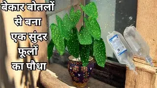 Beautiful idea || How to make artificial plant for home decoration || NS bottle crafts ideas 