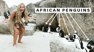 Making friends with African Penguins | Cape Town, South Africa