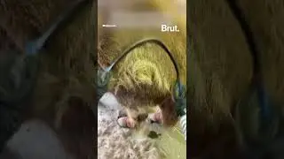 Horse getting brushed and shedding its winter coat is oddly satisfying to watch