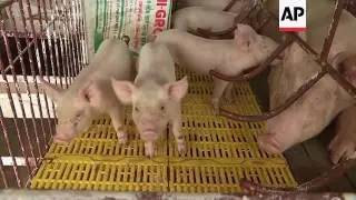 Pork excess in Vietnam as China blocks imports