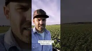 Astin Farms Strawberries