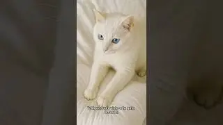 &ldquo;&iquest;Por qu&eacute; los gatos amasan como si hicieran pan?&rdquo; #MisteriosFelinos #historia #shorts #parati