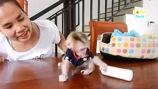 Cute tinny baby monkey Paqui unable to pick up bottle milk to drink himself