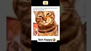 The cats' new pillow 😁       #public #subscribers #cat #pillow #funnyshorts #hilarious #angry #humor