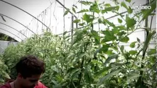 Poda del Tomate