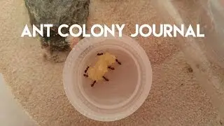 Ant journal #5 - They're getting a new home!