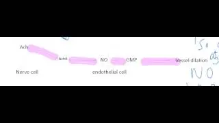 Nitric oxide, blood vessel dilation