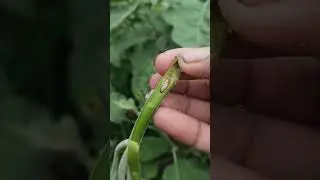 Shoot borer attack spray insecticide pesticides #farming #agrifuture #vegetablefarming #nature #agri
