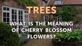 What Is the Meaning of Cherry Blossom Flowers?