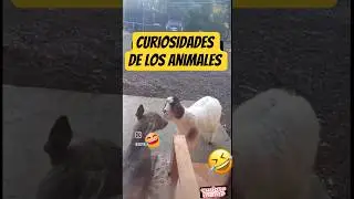curiosidades de los animales. #curiosa #curiosidades #animales #comicos #risas