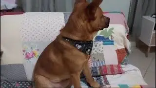 olha  gente o Simba ansioso esperando eu chegar de viagem tá de olho na tv e na janela