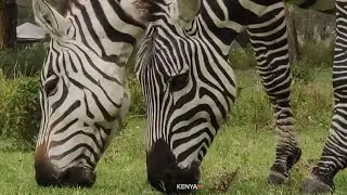 Zebra grazing in its  natural habitat in Africa