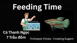 C&aacute; 7 trầu -Feeding Trichopsis Vittata (croaking gourami) - Music Relaxing