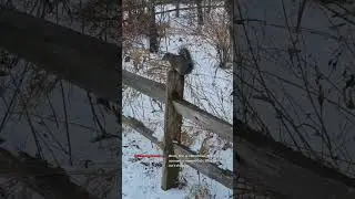 Chicago Streetwalking Noon January 16, 2026