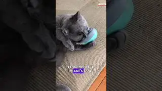 Cat Massager Review: Worth It or Waste? 🤯😼 #cat #catvideos #catshorts #massager #review #shortsfeed