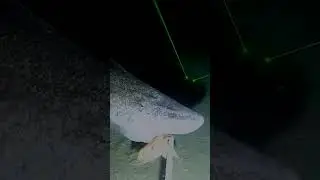 Greenland shark's lifespan believed to exceed 150 years!