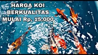 Berburu Ikan Jepang di Samudra Koi Bandung