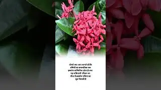 Ixora Coccinea botanical name #shorts agriculture knowledge facts