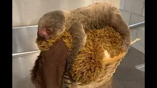 ZooBorns Top 10 Newest & Cutest Baby Animals (Vol. 3)