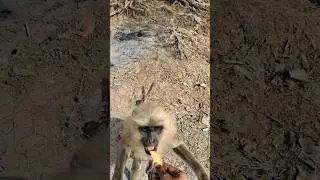 Love Monkey Moment ❤️🐒 | Cute Biscuit Love
