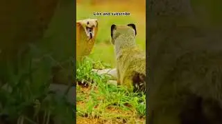 Why Snakes Fear Mongooses &ndash; The Real Reason Behind Their Deadly Rivalry!