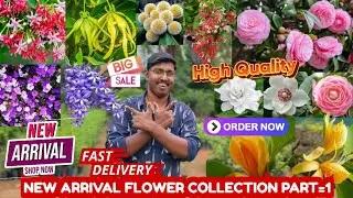 NEW ARRIVAL EXOTIC FRAGRANCE FLOWER COLLECTION PART-1 | SHENBAGAM ORANGE |KADABAM FLOWER | CAMELLIA