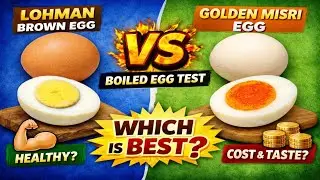 Lohman Brown vs Golden Misri Egg | Kaunsa Anda Behtar Hai? Taste, Price & Boiled..!!