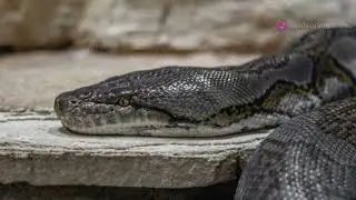 Java and python Comparison!