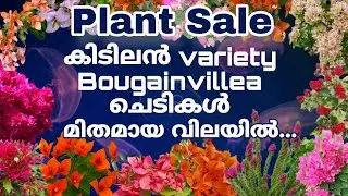 Plant sale...Super  Bougainville varities വേഗം തന്നെ സ്വന്തമാക്കൂ.... Check your corner 9744014235