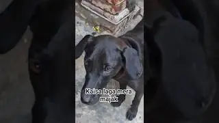 kaisa laga mera majak #viral #labrador #dogshorts #dogslife