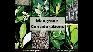 Mangrove Considerations