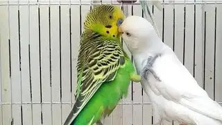 Budgies ❣️ Viralvideo Parrot Home 😊 and birds #TrendingVideo🦜 LoveParrot🦜