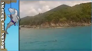 Deer Swimming In Open Ocean - St. John 2013 Deer Crossing