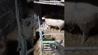Quadruplets #farming #animals #sheep #lamb #cute #funny